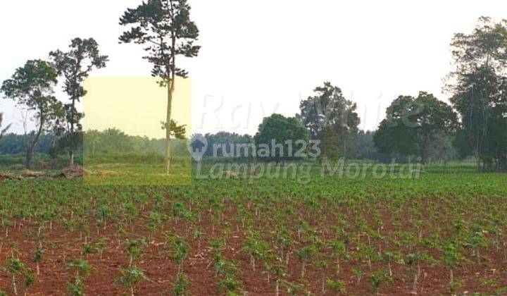 Tanah Perkebunan Luas 1 hektar lebih tr 1