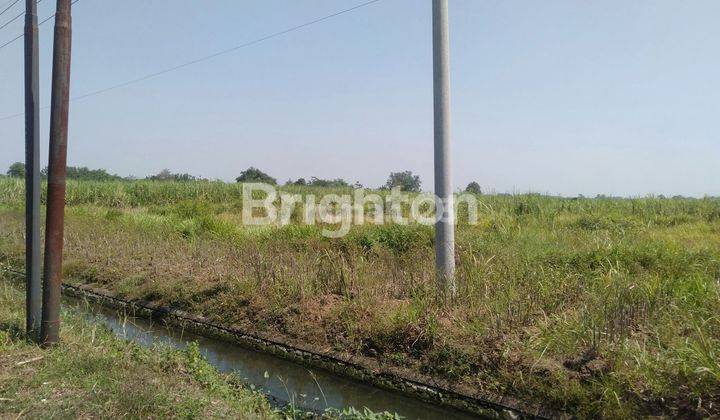 SAWAH LUAS PINGGIR JALAN RAYA DI SUMOBITO JOMBANG 1