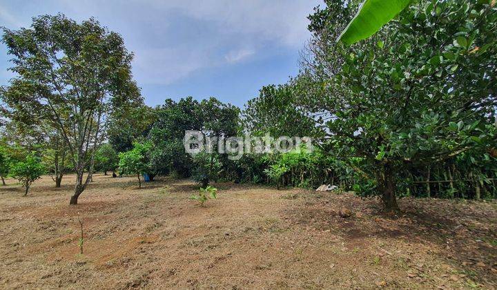 Tanah Bonus kebun dan pohon buah-buahan di Ciseeng Bogor 1