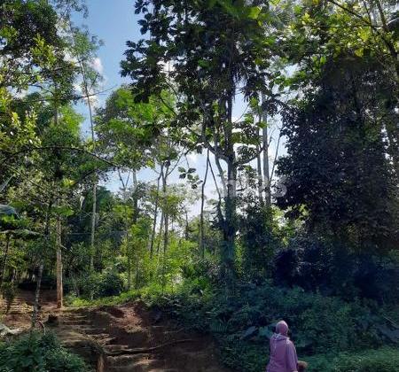 Tanah Perkebunan/Peternakan di Ds Dawuan Wetan kec Kedungbanteng