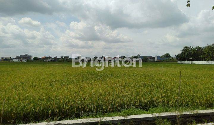 TANAH SAWAH DI DEKAT JALAN PROVINSI PERAK JOMBANG 2