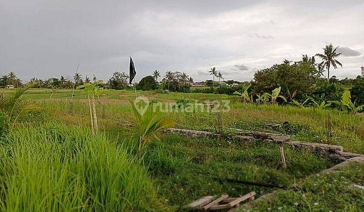 Tanah Global view sawah di Munggu, Mengwi Badung dekat canggu hanya 500 meter menuju Pantai M 1