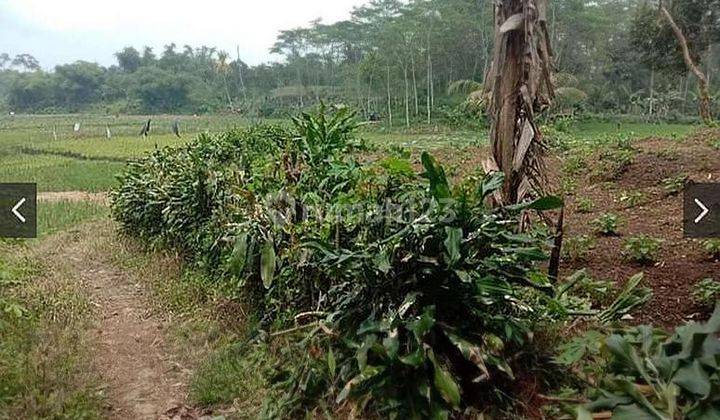 Tanah 9000 Meter Di Jl. Cagak Subang Utk Perumahan Atau Berkebun 2