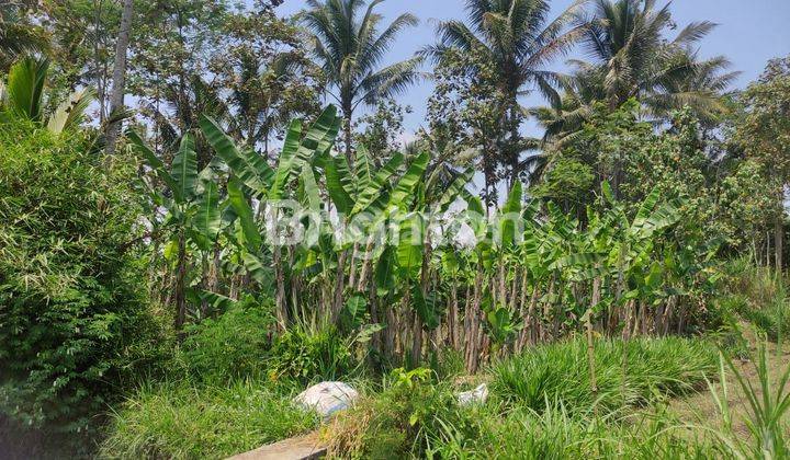 MURAH TANAH PERKEBUNAN DI DAERAH SUBUR TUMPANG NGINGIT KABUPATEN MALANG 1