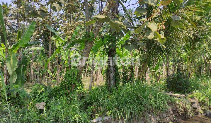 MURAH TANAH PERKEBUNAN DI DAERAH SUBUR TUMPANG NGINGIT KABUPATEN MALANG 2