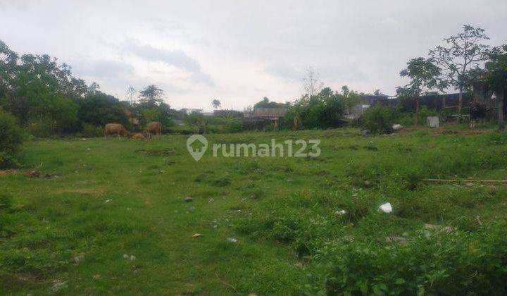 Hot List of Land for Sale with Rice Field View, Bumbak Umalas Location, Kerobokan, North Kuta 1