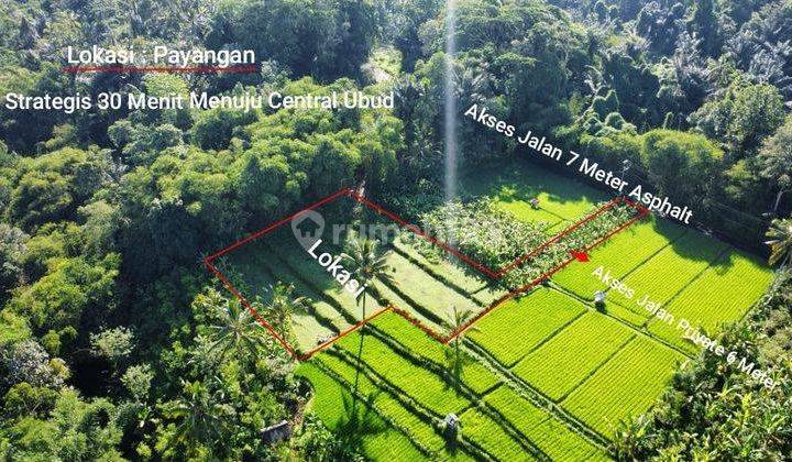 Hot List Di Jual Tanah View Sawah, Hutan, Lokasi Payangan Ubud Tidak Jauh Dari Villa Awan Biru Dan Hangging Garden 2