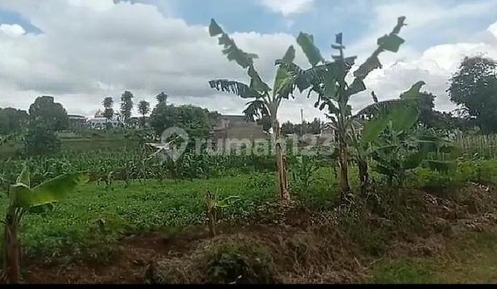 Katumiri cihanjuang tanah cepat