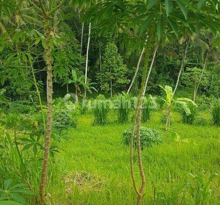 Tanah 3000 m2 Lokasi di Tabanan Bali, Sertifikat Hak Milik. 1