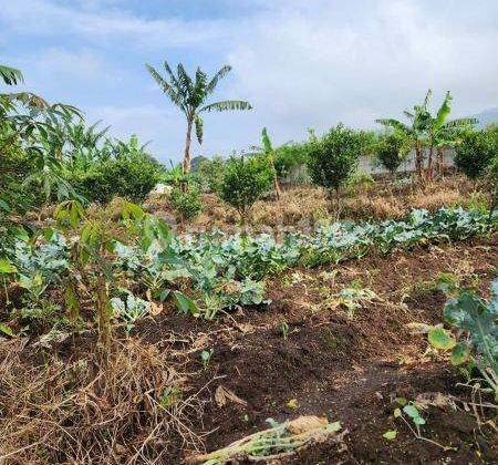 Kavling cocok untuk Villa Rumah atau Kebun di Cikahuripan 2