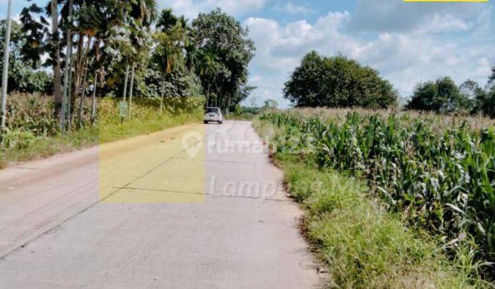 Lahan dijalan lintas Pesawaran-Beranti Desa Halangan Ratu Negeri Katon Lampung 1