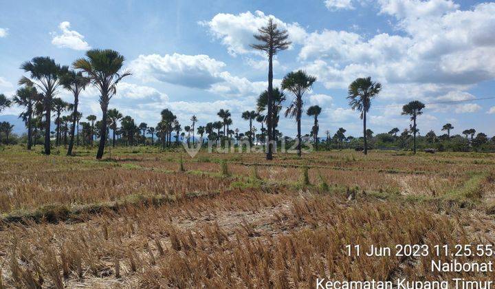 TANAH SAWAH STRATEGIS KABUPATEN KUPANG 1