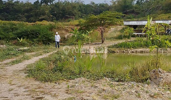 Disewakan Tanah Luas 5 rb meter Di Beber Halimpu  2