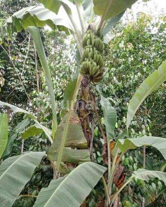 Tanah Cepat Dan Murah Tanah Desa Di Cileles Lebak Banten 1