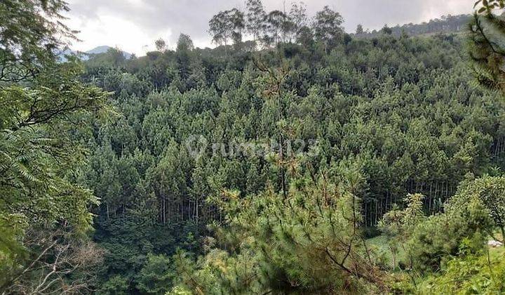 Tanah Di Parongpong Lembang Asri View Hutan Pinus 1