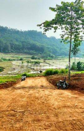 Tanah Subur Di Buat Villa Gratis Pohon Durian 2