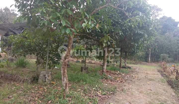 Kavling Murah Di Agrowisata Gandamanis, Desa Bangkonal Pandegelang Banten 1