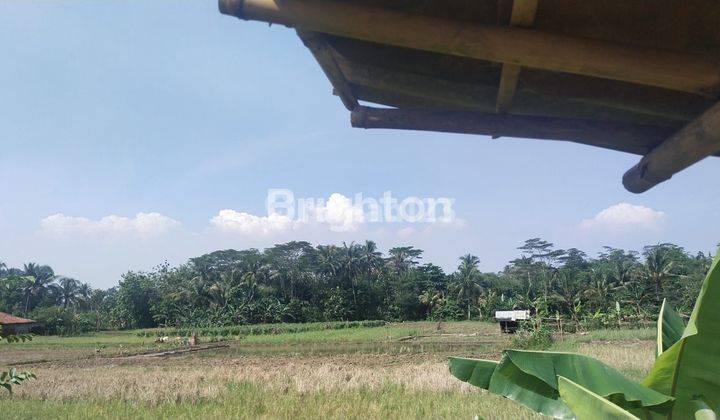 Tanah Strategis dan Potensial di Kampung Sawah Rumpin Bogor 2