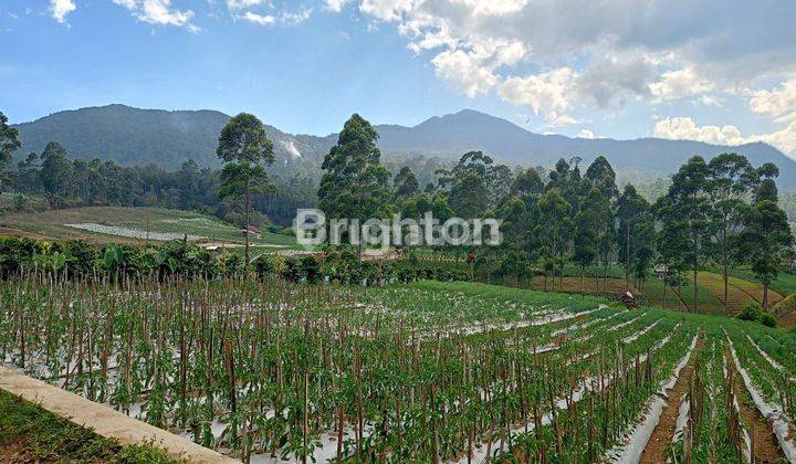 Kebun dengan view pegunungan 1