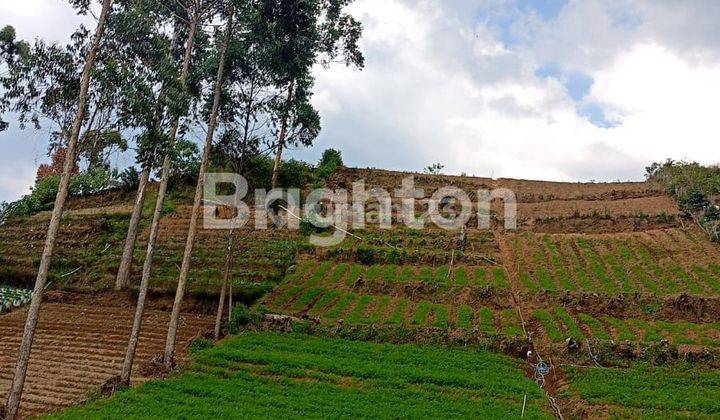 Kebun dengan view pegunungan 2