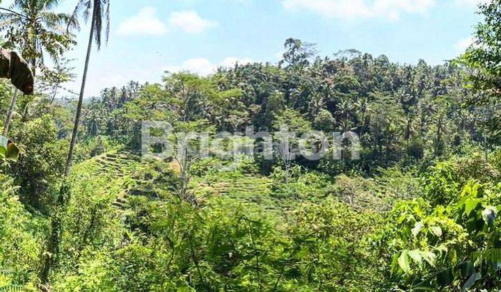 CHEAP & GOOD LAND IN TEGALALANG, UBUD BALI 1