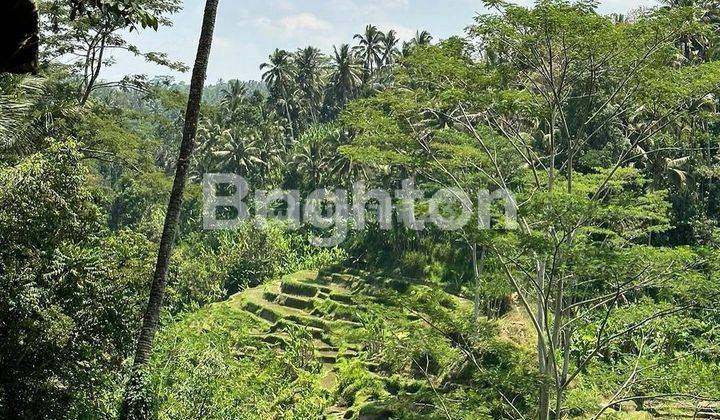 CHEAP & GOOD LAND IN TEGALALANG, UBUD BALI 2