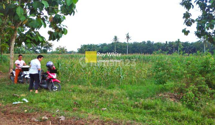 Cepat Tanah Perkebunan 1