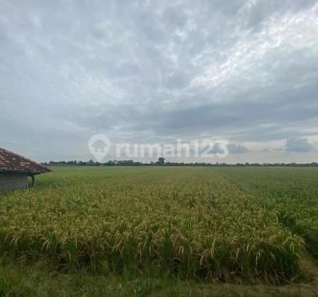 Kertajati desa kertasari blok karet tanah dijual