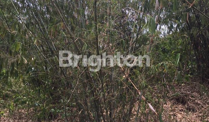 TANAH LAHAN UNDER RP.100.000/METER PERSEGI TANAH LAHAN UNDER RP.100.000/METER PERSEGI