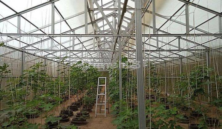 Tanah Kebun Sudah Jadi di Cikerai Cibeber Cilegon Banten 1