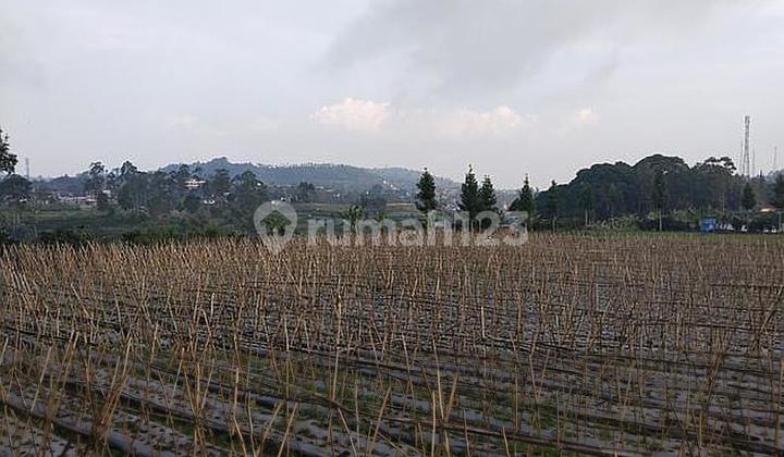 Tanah 1,4 hektar hrg 1,7 jt/m di Lembang - Kolonel masturi Bandung Barat. Tanah 1,4 hektar hrg 1,7 jt/m di Lembang - Kolonel masturi Bandung Barat.