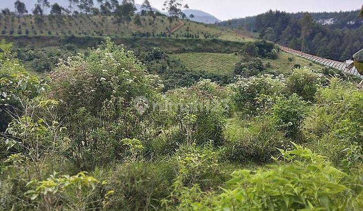 Tanah 3 hektar di pangalengan pemandangan situ/danau cileunca 2