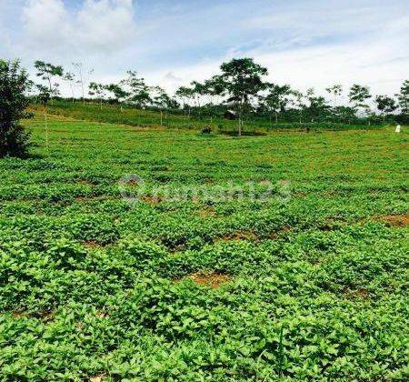 Perkebunan Jampang Tengah Sukabumi Selatan 2