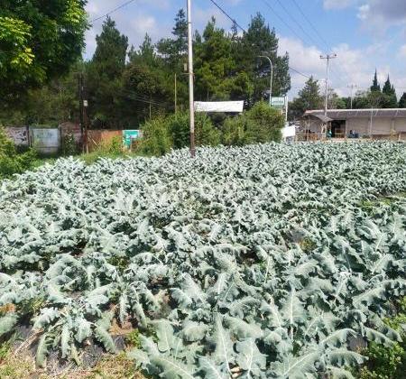 Maribaya tanah sangat dkt the lodge Dan fairy garden maribaya dijual