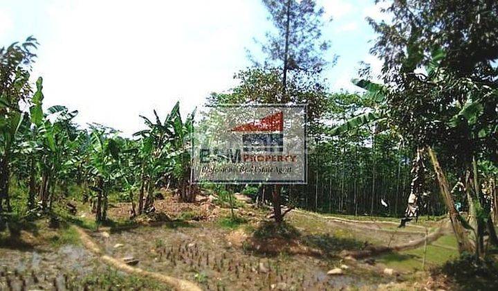 Cepat Tanah Pinggir Jalan, Ada 100 Pohon Nangka, 20 Pohon Duren 1