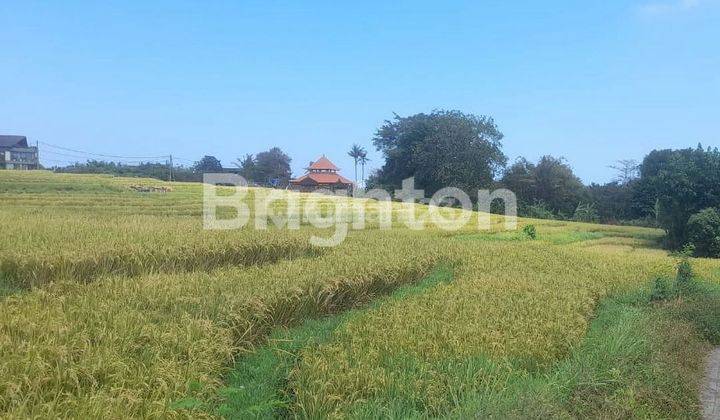 CHEAP LAND IN VILLA VIEW SAAH AREA IN CEMAGI, BALI 1