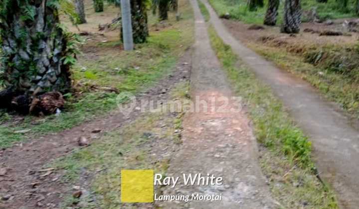 Tanah Perkebunan Sawit ay Tanah Perkebunan Sawit ay