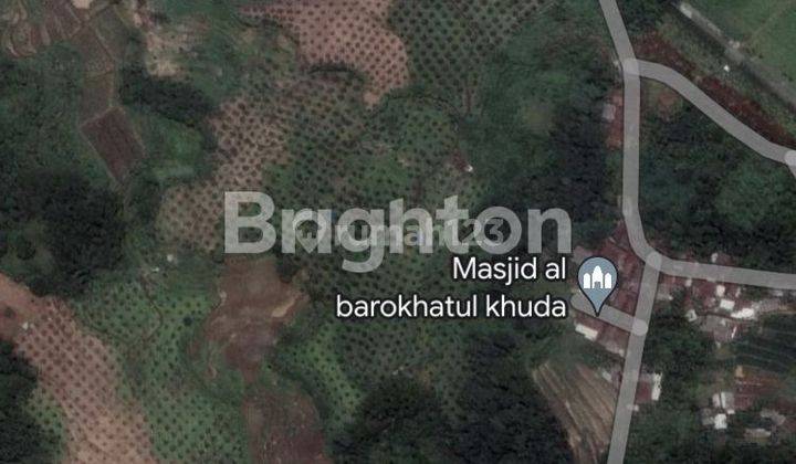 Tanah Kebun Alpukat Sudah Berbuah Dan Rutin Panen 1