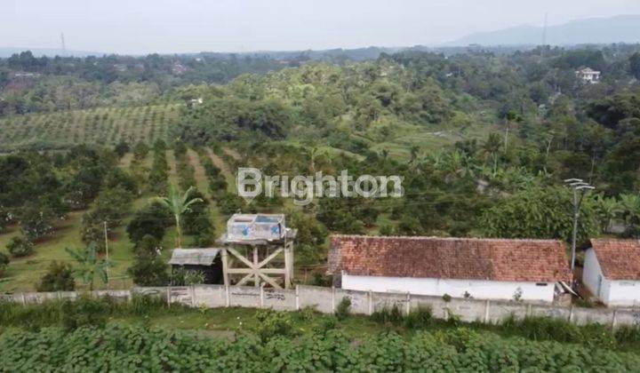 Tanah Kebun Alpukat Sudah Berbuah Dan Rutin Panen 2