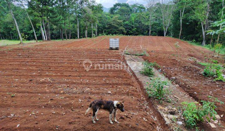 Tanah Kebun 3,8 H Di Sukabumi Cocok Untuk Ternak Ayam 1