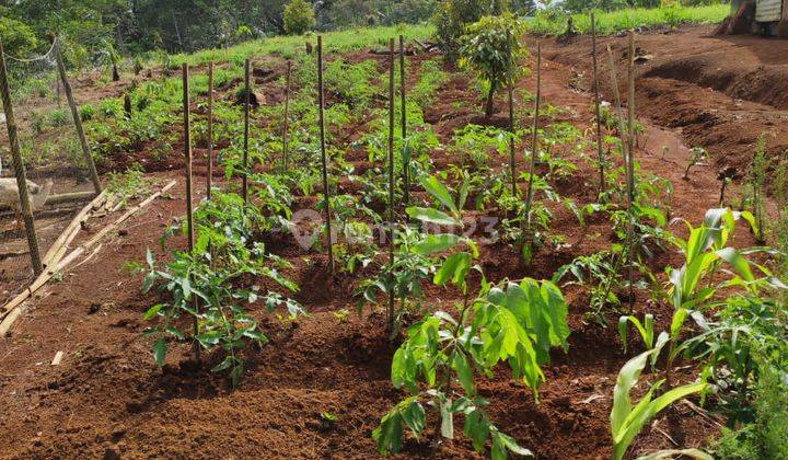 Tanah Kebun 3,8 H Di Sukabumi Cocok Untuk Ternak Ayam 2