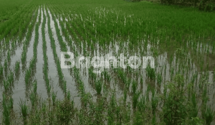 TANAH SAWAH DI DAERAH BERKEMBANG, GADINGAN MOJOLABAN BERPOTENSI BISA UNTUK PERUMAHAN 1