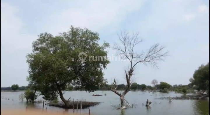 Tambak Ikan Luas Di Muara Gembong Bekasi S7017 1