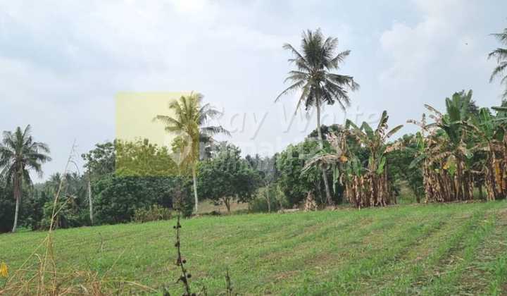 Tanah Perkebunan ai Tanah Perkebunan ai