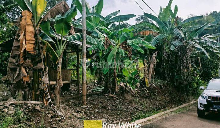 Tanah Perkebunan 1