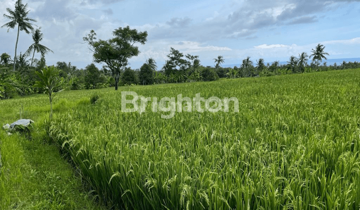 Land in Panji Anom Buleleng Area is Suitable for Investment 1