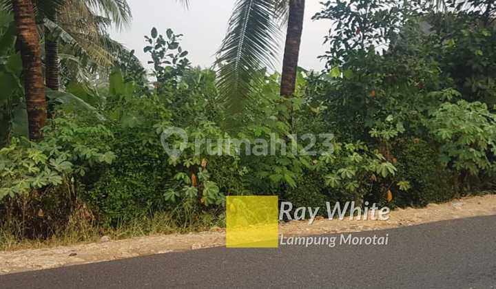 Tanah Mangku Jalan Siap Bangun ay