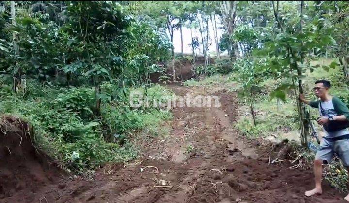 Tanah Luas Di Kluncing Licin  Banyuwangi 1