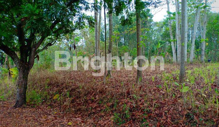 Tanah murah dkt jatim park 2 di bukit panderman hill Batu malang 2