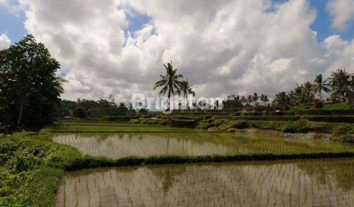 FERTILE LAND VIEW FIELDS 1